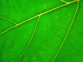 CloseÃ¢â¬â¹upÃ¢â¬â¹ Green leaves background. Leaf texture Royalty Free Stock Photo